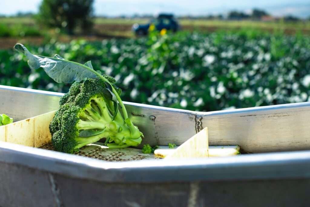 Harvest broccoli in farm with tractor and conveyor. Workers pick